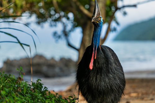 Southern Cassowary in the wild - Australian Stock Image