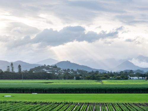 Soybean and Sugar Cane Farming with Wollumbin behind - Australian Stock Image