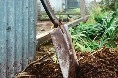 spade by chook run in garden - Australian Stock Image