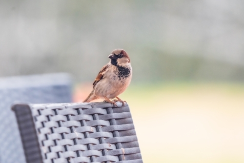 Sparrow sitting on outdoor furniture - Australian Stock Image