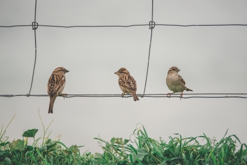 Sparrows on a wire fence - Australian Stock Image