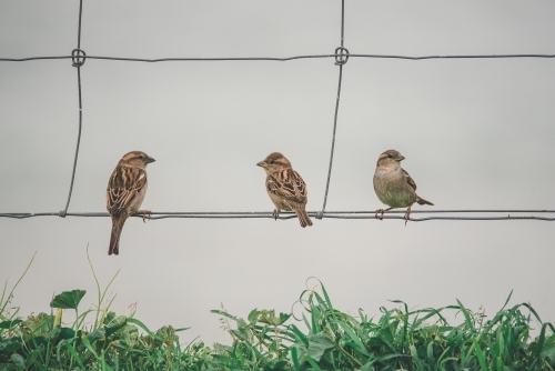 Sparrows on a wire fence