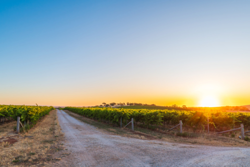 Spectacular Wine Region in Barossa Valley with gravel road at sunset, Tanunda South Australia - Australian Stock Image
