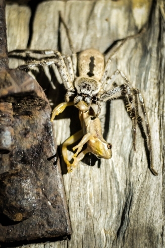 Spider eating frog - Australian Stock Image