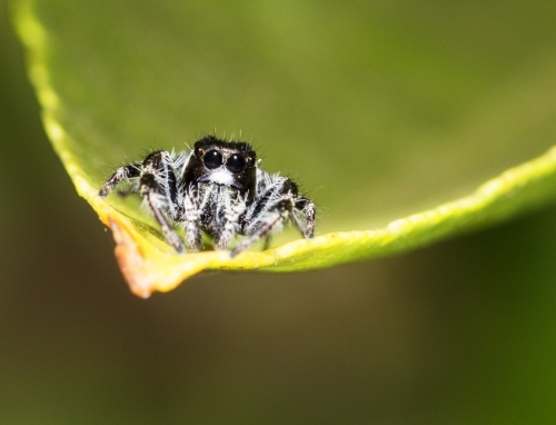 Spider perched on a green leaf - Australian Stock Image