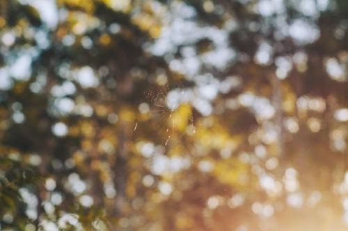 Spider web in sunset - Australian Stock Image