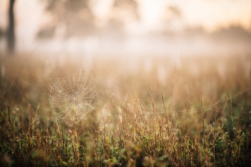 Spider web in the grass in the misty light - Australian Stock Image