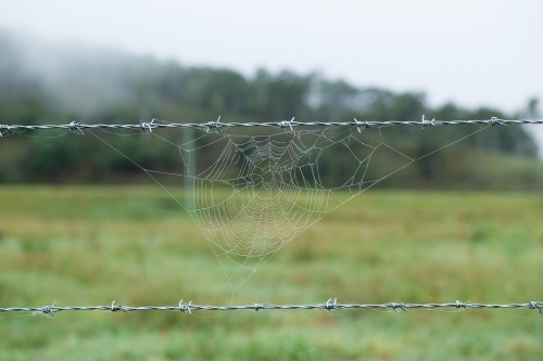 Spider Web on a barbed wire fence - Australian Stock Image
