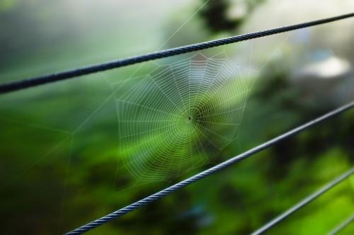 Spider Web on Wire Fence