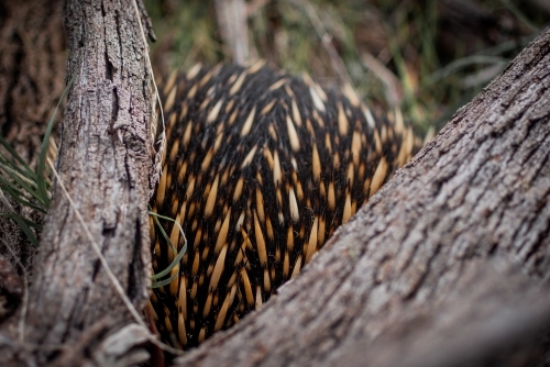 Spiky Echidna Burrowing Under a Fallen Tree - Australian Stock Image
