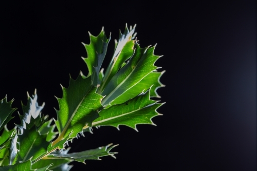 Spiky green leaves on black background - Australian Stock Image