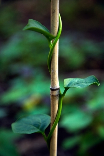 Spinach growing on a stake - Australian Stock Image
