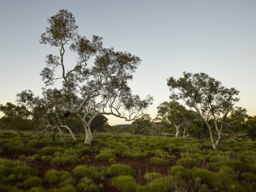 Spinifex and ghost gum at dusk in remote location