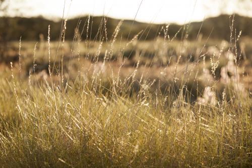 Spinifex bush land in Outback Australia - Australian Stock Image
