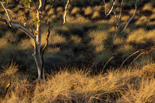 Spinifex desert landscape - Australian Stock Image