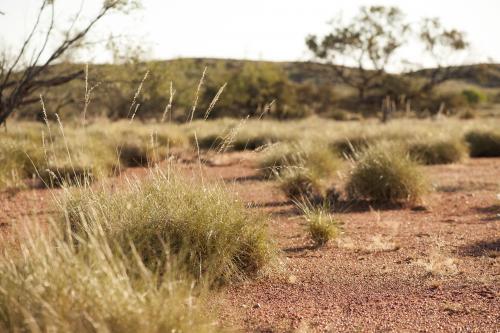 Spinifex plants on red dirt at ground level in early morning - Australian Stock Image