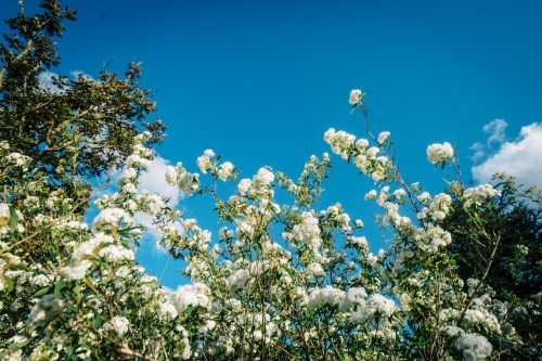 Spiraea cantoniensis plant against blue sky - Australian Stock Image