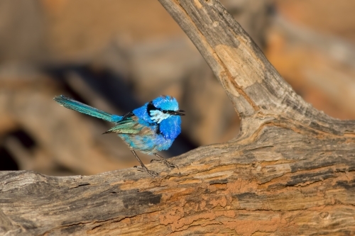 Splendid Fairy-wren on a log - Australian Stock Image
