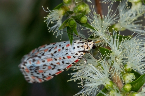 spotted moth on white blossom