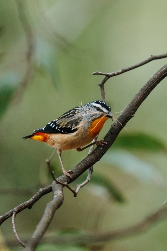 Spotted Pardalote bird - Australian Stock Image