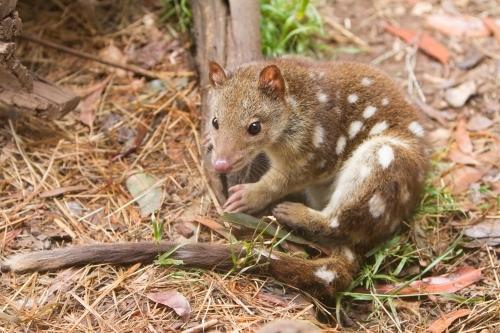 Spotted Quoll - Australian Stock Image