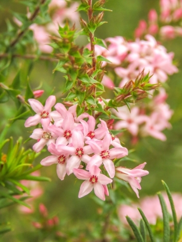 Sprays of small pink wildflowers on green leaves