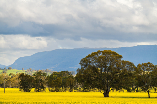 Spring agricultural landscape with yellow canola, gum tree and dramatic sky during springtime in Vic - Australian Stock Image