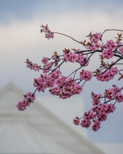 Spring blossoms against a house - Australian Stock Image
