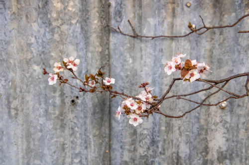 Spring blossoms against corrugated iron - Australian Stock Image