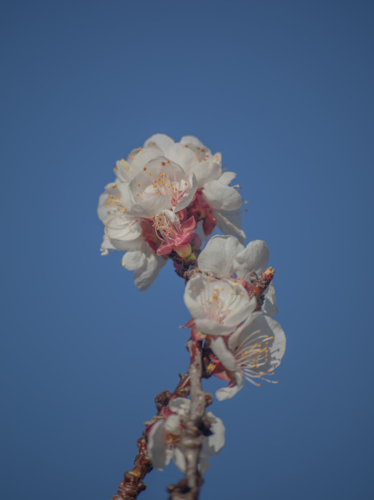 Spring blossoms and a blue sky - Australian Stock Image