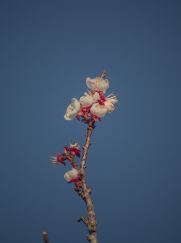 Spring blossoms and a blue sky - Australian Stock Image