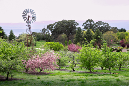 Spring blossoms and windmill in morning light in park in Orange - Australian Stock Image