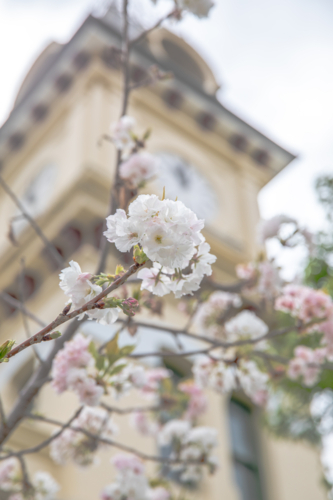 Spring blossoms with the backdrop of an old small town post office clock tower - Australian Stock Image