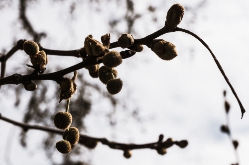 spring is in the air - Australian Stock Image