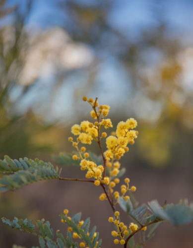 Spring of wattle with a blurred bush background - Australian Stock Image