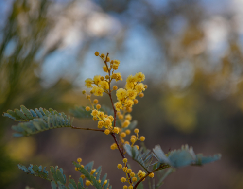 Spring of wattle with a blurred bush background - Australian Stock Image