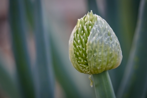 Spring onion plant in flower close up - Australian Stock Image