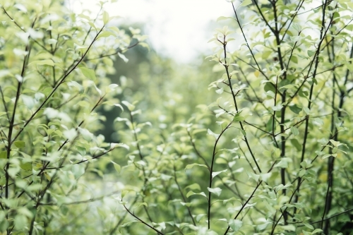 Spring or Summer concept: beauty of green leaves on blurred background.
