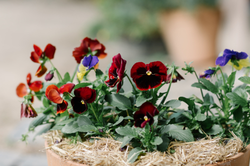 Spring pansies in red, black, purple, and yellow flowers - Australian Stock Image