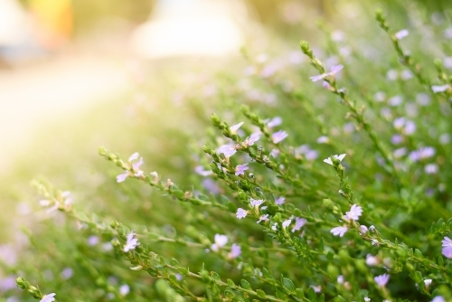Spring wildflowers in the sun - Australian Stock Image