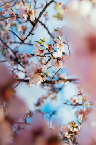 Springtime Cherry Blossom Flowers