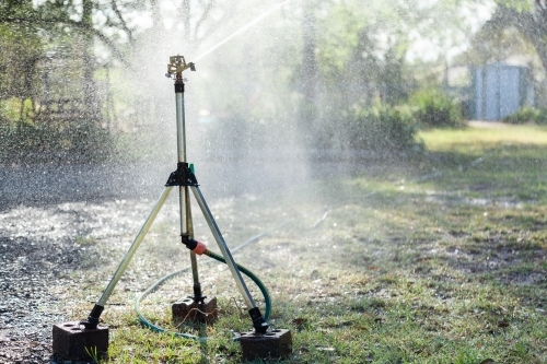 Sprinkler watering garden in the early morning level one water restrictions - Australian Stock Image