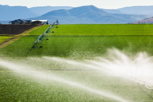 Sprinklers watering a green crop growing adjacent to a house on a hill in Kalbar, Australia. - Australian Stock Image
