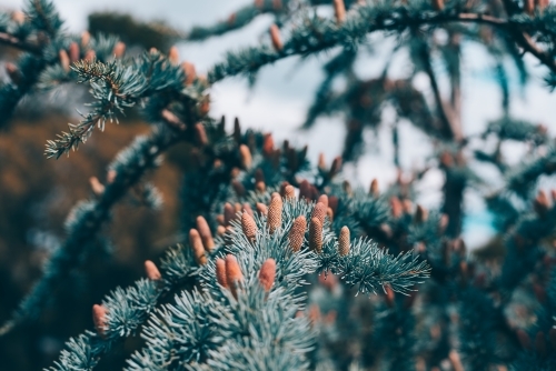 Spruce tree branches and seeds - Australian Stock Image