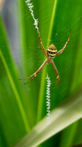 St Andrews Cross Spider - Australian Stock Image