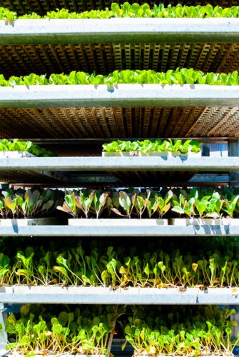 Stacked trays of vegetable seedlings - Australian Stock Image