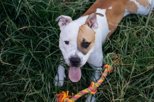 Staffy playing with rope toy - Australian Stock Image