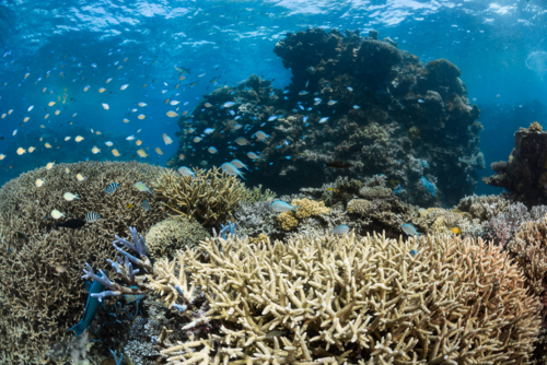 Staghorn coral on the Great Barrier Reef - Australian Stock Image