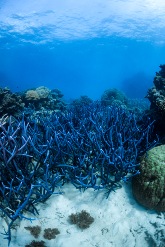 Staghorn coral on the Great Barrier Reef - Australian Stock Image