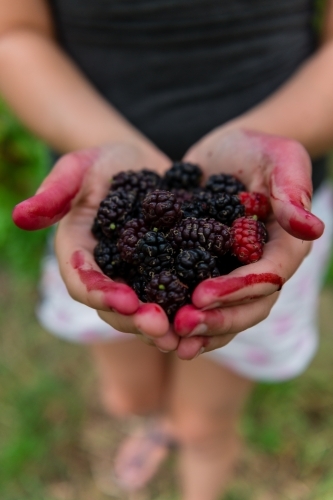 stained hands holding mulberries - Australian Stock Image